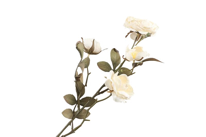 Rosa Spray Cream