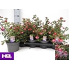 Fuchsia Heidi Ann