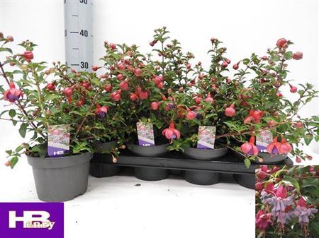 Fuchsia Heidi Ann