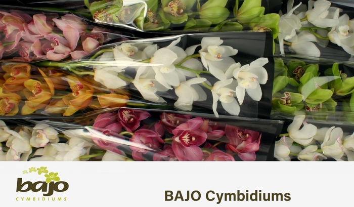 <h4>CYMB T GEM</h4>
