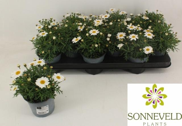 <h4>ARG LA RITA WHITE</h4>