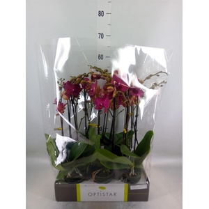 Phalaenopsis   ...red