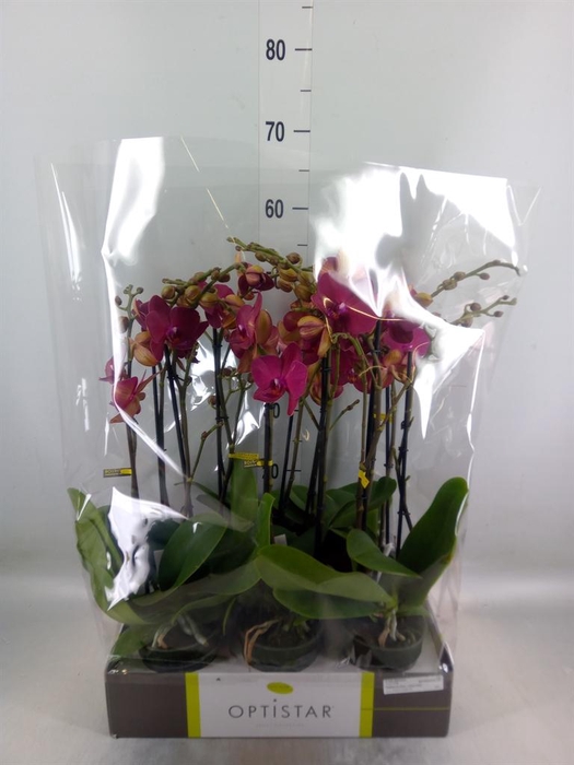<h4>Phalaenopsis   ...red</h4>