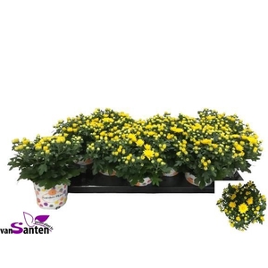 CHRY GARD YELLOW