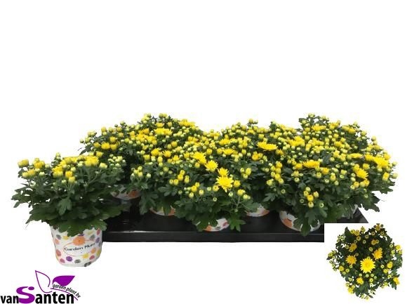 <h4>CHRY GARD YELLOW</h4>