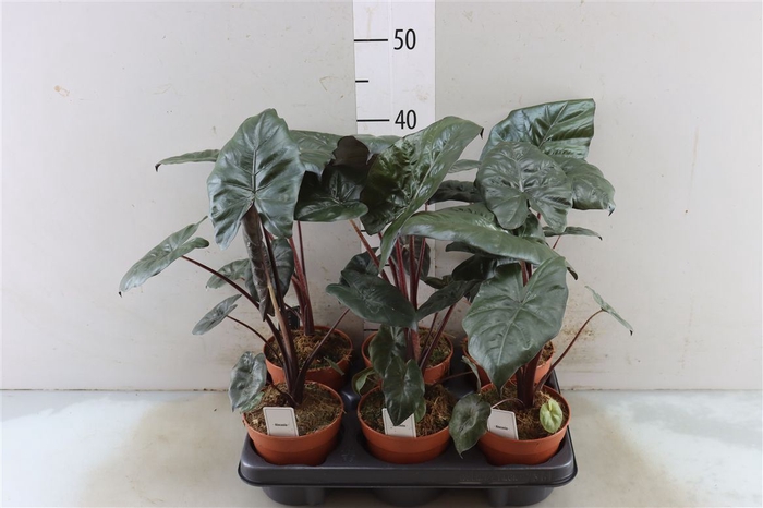 <h4>Alocasia Yucatan Princess</h4>