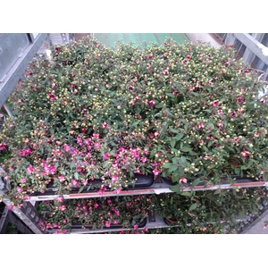 FUCHSIA MIXK