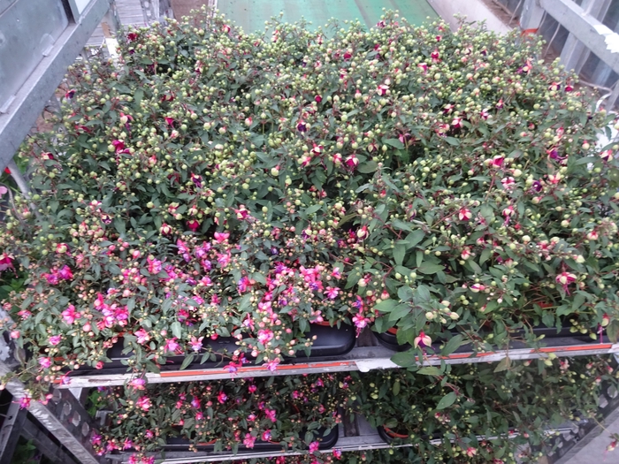 <h4>FUCHSIA MIXK</h4>