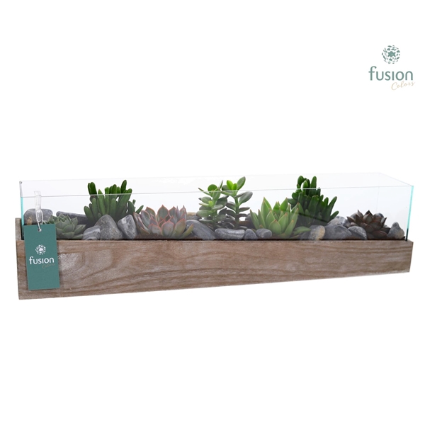<h4>Aquarium Large met Succulenten</h4>