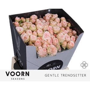 R Tr Gentle Trendsetter Voorn Seasons