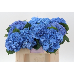 Hydr M My Delftblue