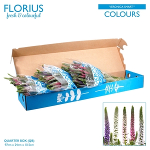 Veronica Smart Colours NVQ