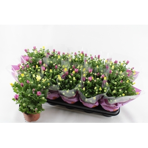 CHRYS GEM IN POT
