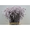 Dried Chasmantium Light Pink P Stem