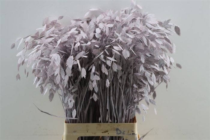 Dried Chasmantium Light Pink P Stem