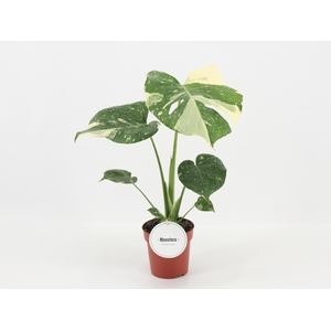 Monstera Thai Constellation