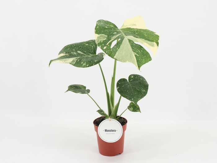 <h4>Monstera Thai Constellation</h4>