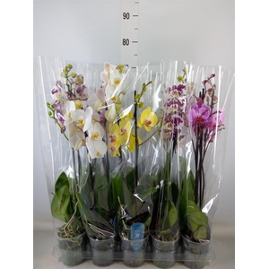Phalaenopsis   ...mix  5