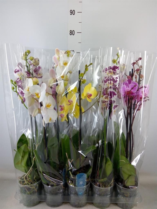 <h4>Phalaenopsis   ...mix  5</h4>
