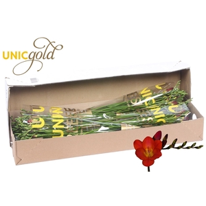 UG Dijk - Red Passion 5x20 box