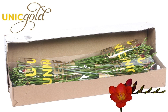 <h4>UG Dijk - Red Passion 5x20 box</h4>