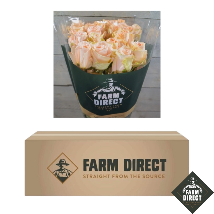 <h4>R GR TIFFANY (BOX)</h4>