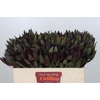 Leucadendron Saf Sunset Dark Red