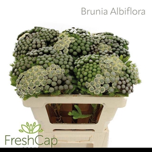 BRUN ALBIFLORA