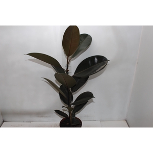 FICUS ELASTICA BURGUNDY P17