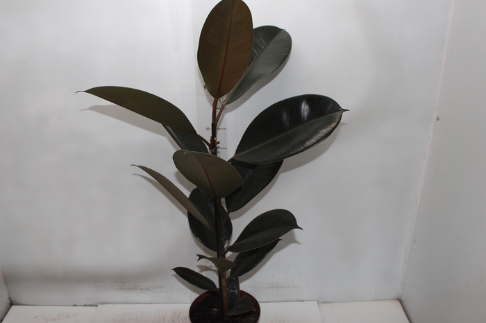 FICUS ELASTICA BURGUNDY P17