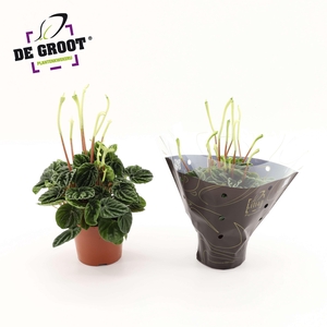 Peperomia Lilian