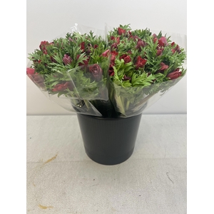 ANEM CO MIS BORDEAUX EX