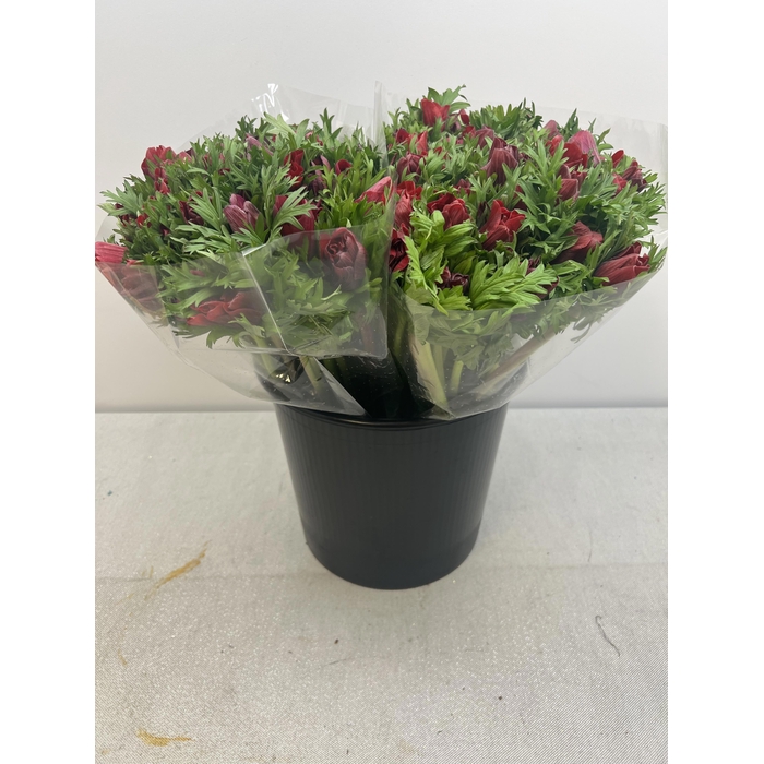 <h4>ANEM CO MIS BORDEAUX EX</h4>