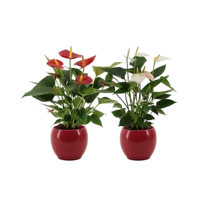 Anthurium red&white mix in Bombay ceramics