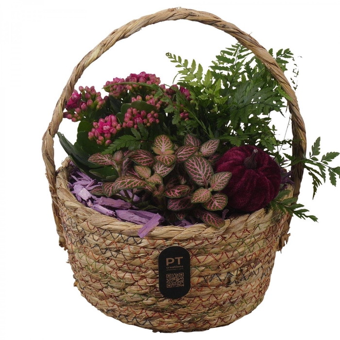 <h4>Arr.    Planten  L%</h4>