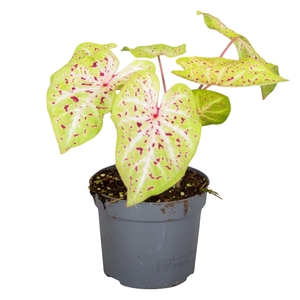 Caladium Miss Muffet