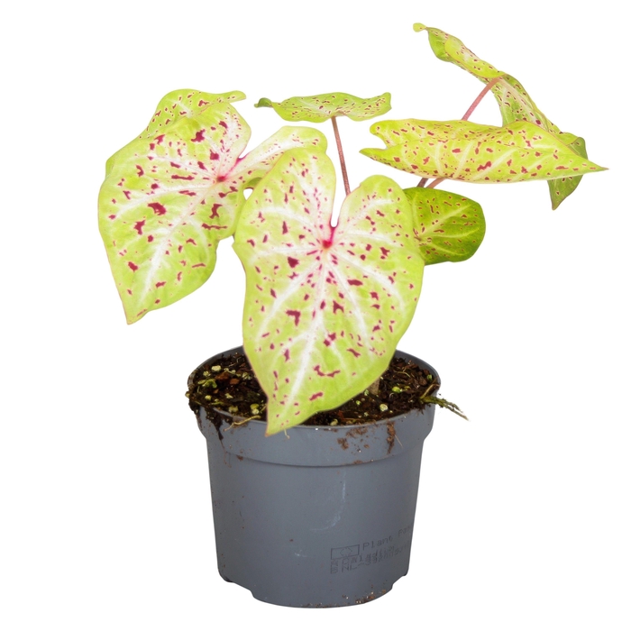 <h4>Caladium Miss Muffet</h4>