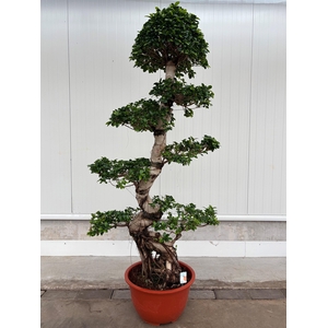 Ficus Ginseng S-shape Bonsai 55 cm
