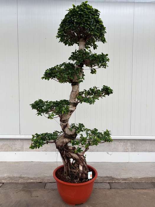 <h4>Ficus Ginseng S-shape Bonsai 55 cm</h4>