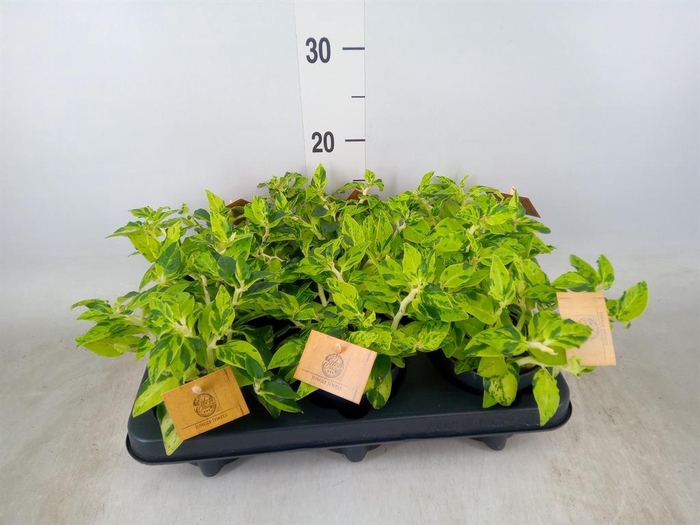 <h4>Planten   ... L%</h4>