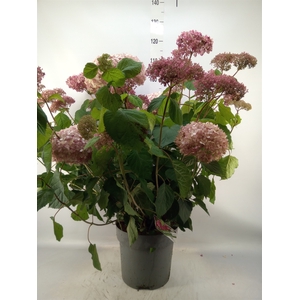 Hydrangea arbor.