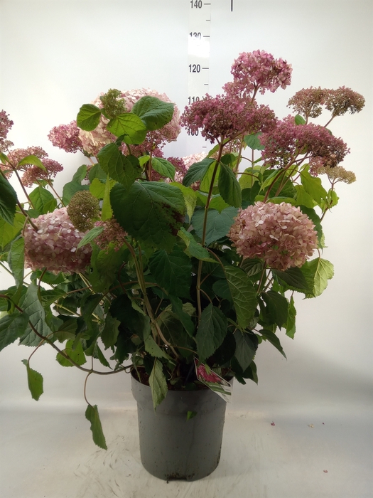 <h4>Hydrangea arbor.</h4>