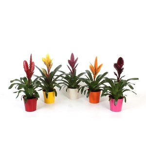 Vriesea Premium Mix in Plastic pot Linge