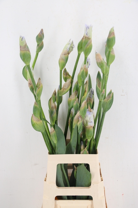 <h4>IRIS BOTANIC XXL</h4>