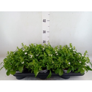 Lobelia  'Curacao Basket White'