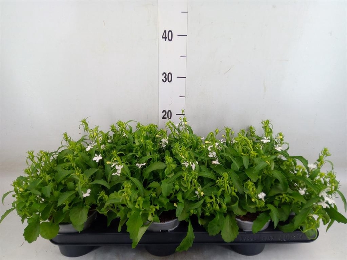 <h4>Lobelia  'Curacao Basket White'</h4>