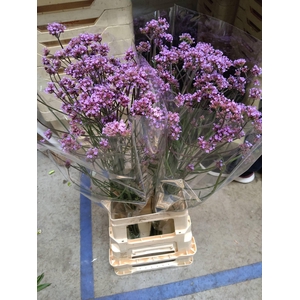 VERBENA BONARIENSIS#