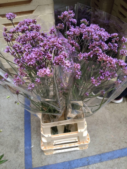 <h4>VERBENA BONARIENSIS#</h4>