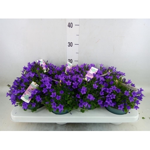 Campanula porten. 'Ambella In Prpl'