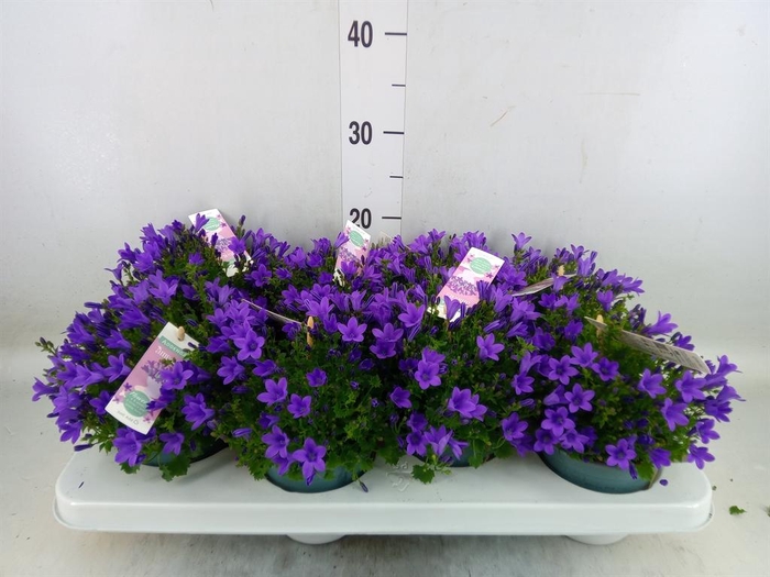 <h4>Campanula porten. 'Ambella In Prpl'</h4>